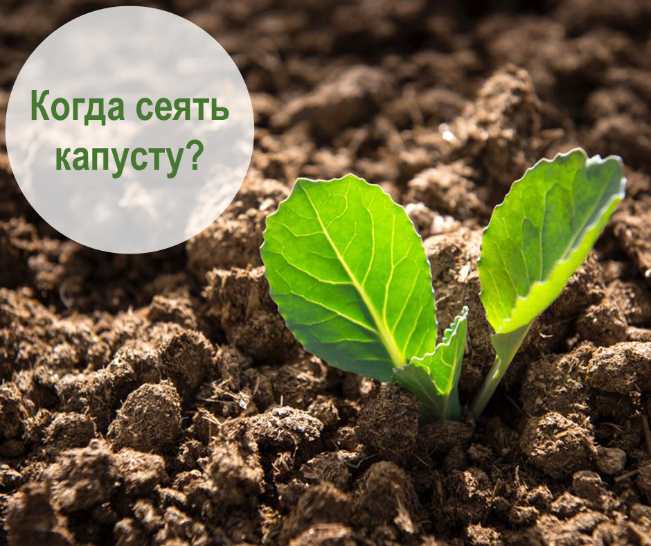Рассада белокочанной капусты. Сеем капусту на рассаду. Когда сеять капусту. Когда сеять капусту на рассаду.