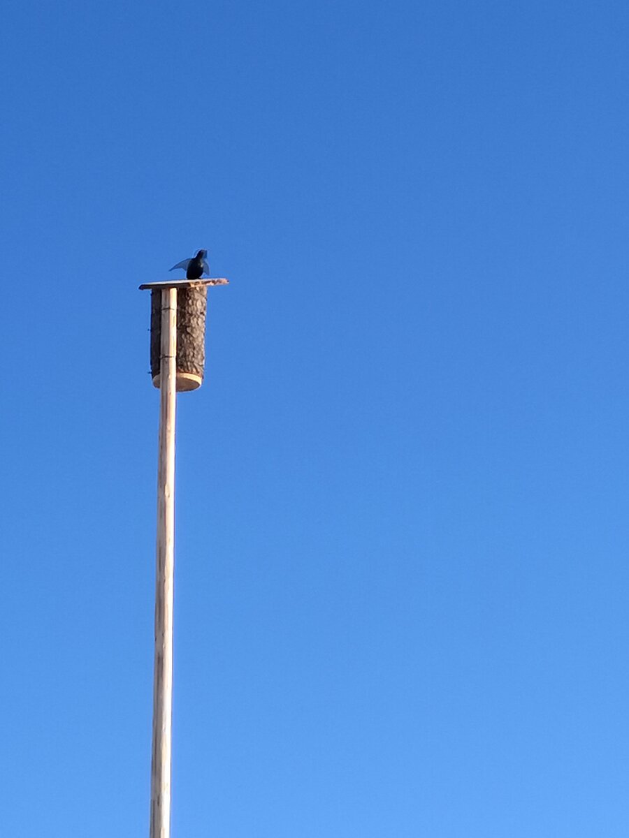 Скворушка поет и танцует крыльями, привлекая пару. Извиняюсь за качество, пришлось сильно приближать)