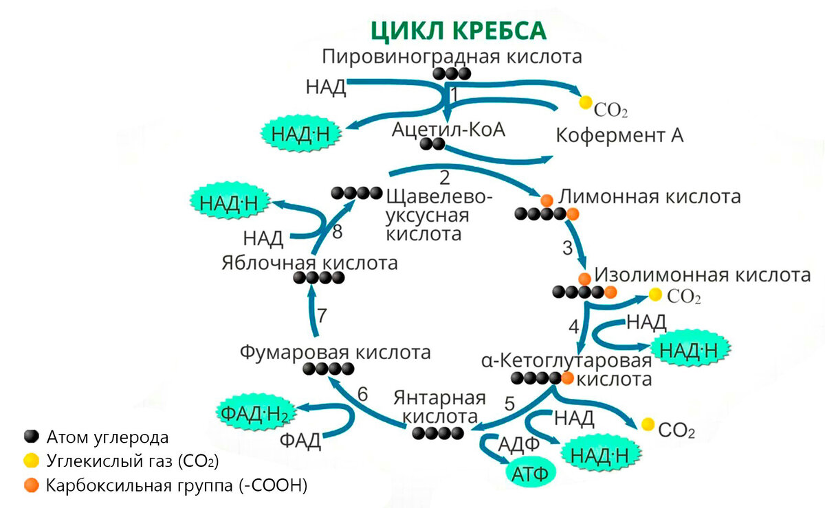 Рис. 2. Цикл Кребса