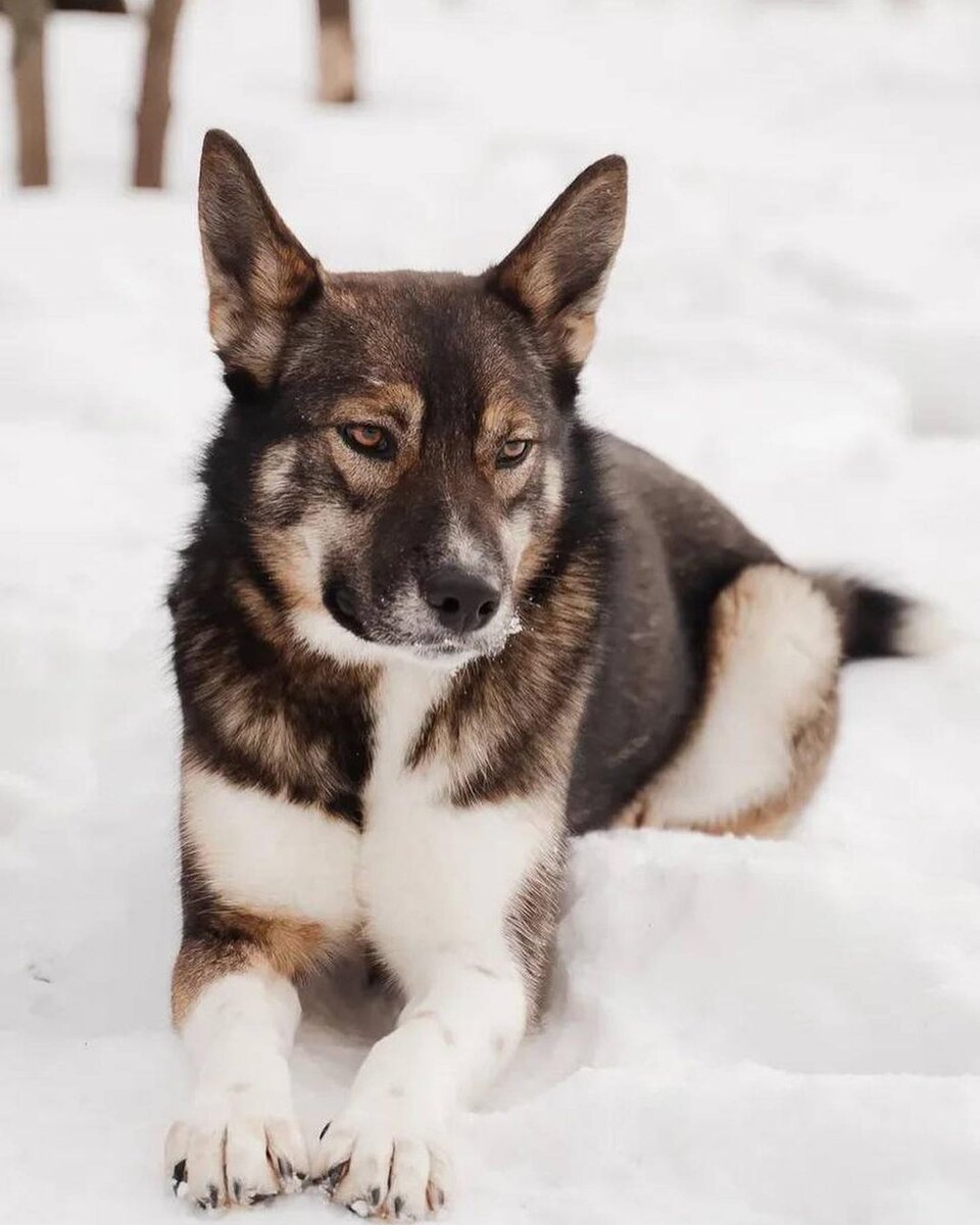 И правда волчица!