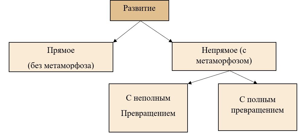 Прямое формирование. Аллигатор прямое или Непрямое. Аллигатор прямое или Непрямое развитие. На рисунке изобразите прямое и косвенное инвестирование.