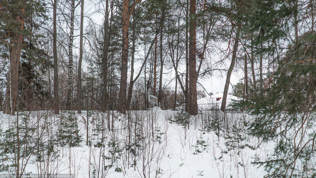 Найти суровых. Исчислено медвежья берлога сучья деревьев заячьи. Топор в лесу. Найти суровых. Челябинские приколы.