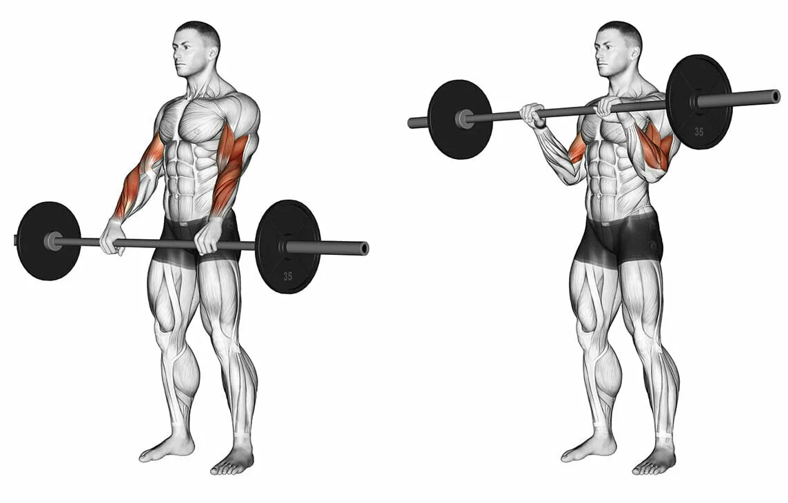 Бицепс со штангой стоя техника