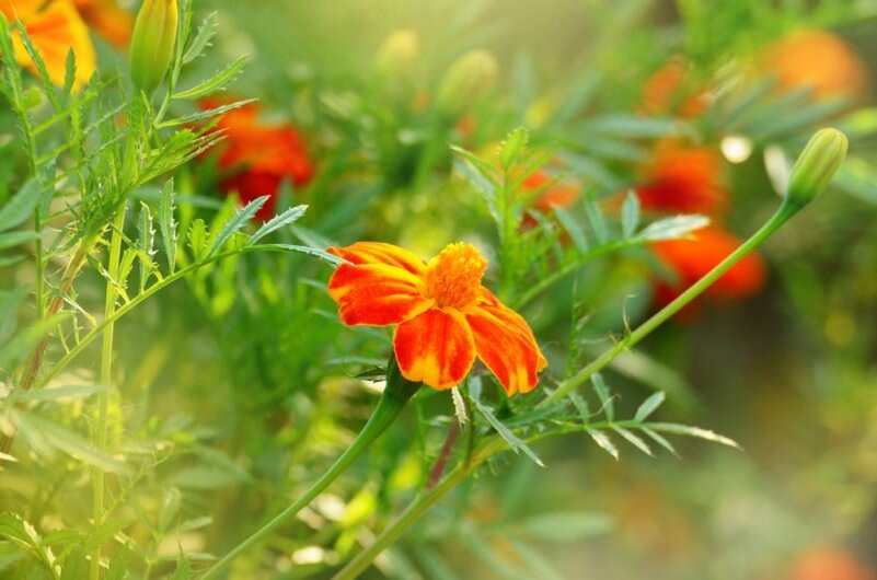 Бархатцы. (Фото используется по стандартной лицензии ©ogorodnye-shpargalki.ru)