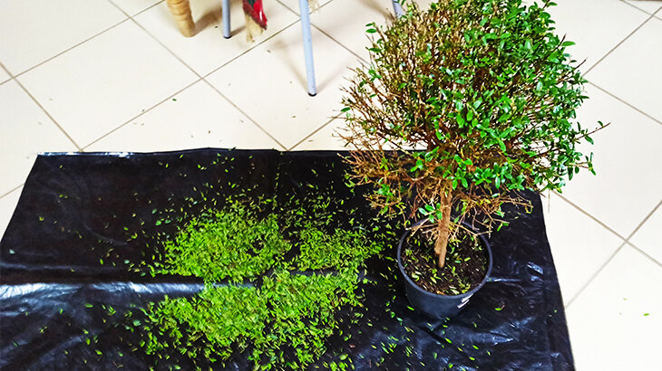 В таком состоянии я получила мирт в свои руки - фото автора