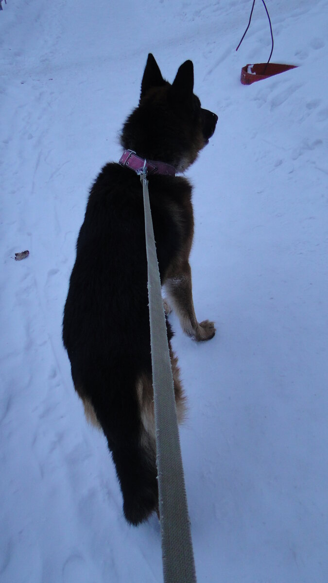 Гуляем с Эрихом (бывший Дик), зима 2018-2019. Фото автора. 