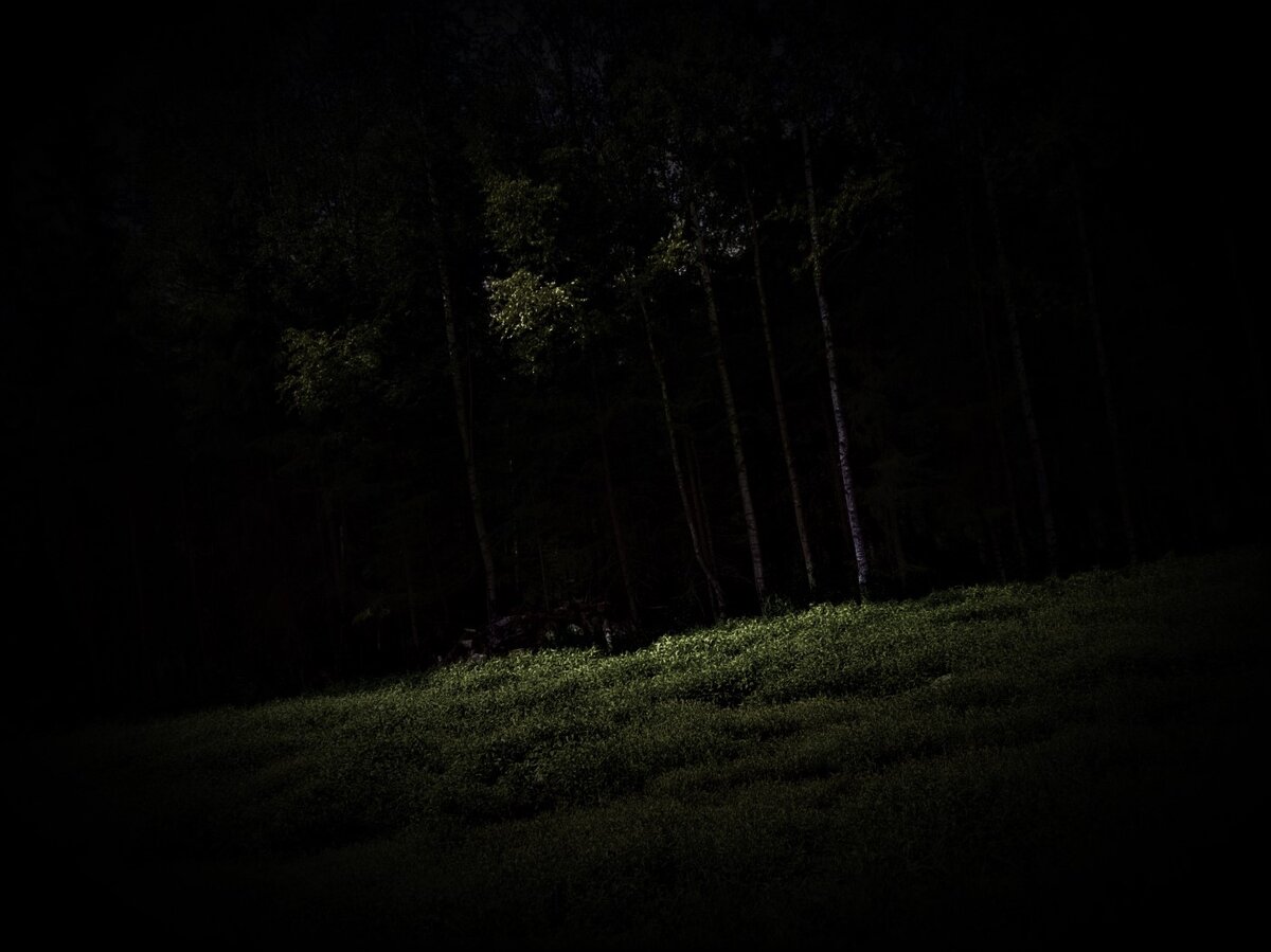 Лес  п.г-типа Суслонгер .