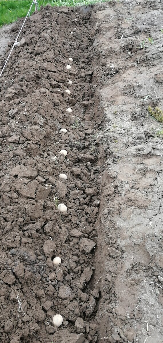 Рис. 2. Начало посадки картофеля