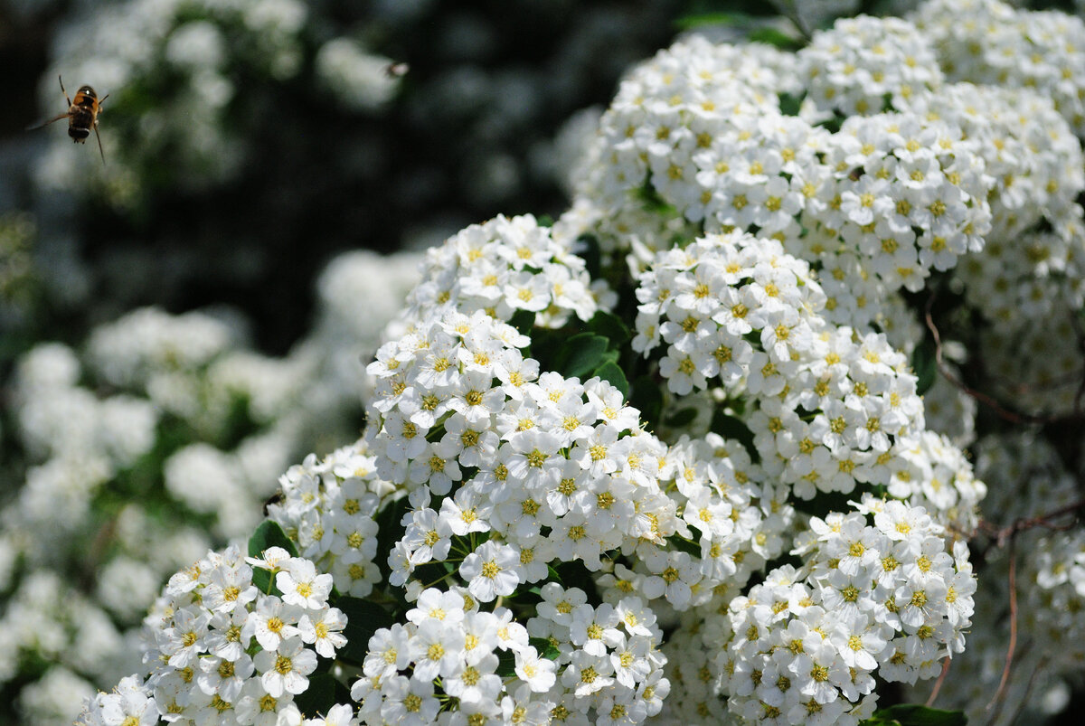 22.05.2021 г. Татищевский район, Саратовская область, д. Шевыревка.