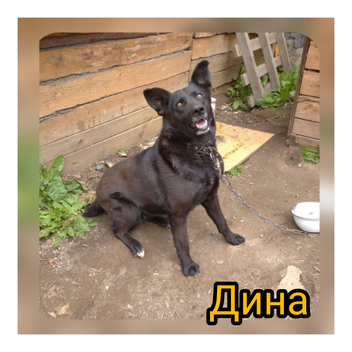 Собака обнимака, целовака
