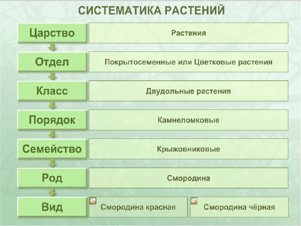 Царства растений классификация схема