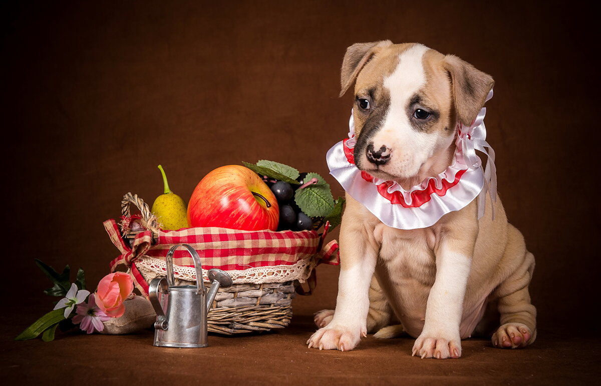 Собака и фрукты. Собака с яблоком. Овощи для собак. Собака в ягодах. Можно ли давать собаке яблоки