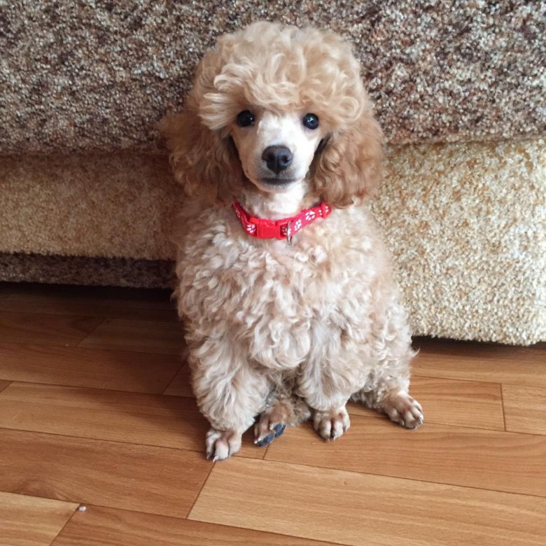 Источник фото:  https://youla.ru/moskovskaya_oblast_krasnogorsk/zhivotnye/sobaki/toi-pudiel-malchik-5b31cff7d6775082127b4898