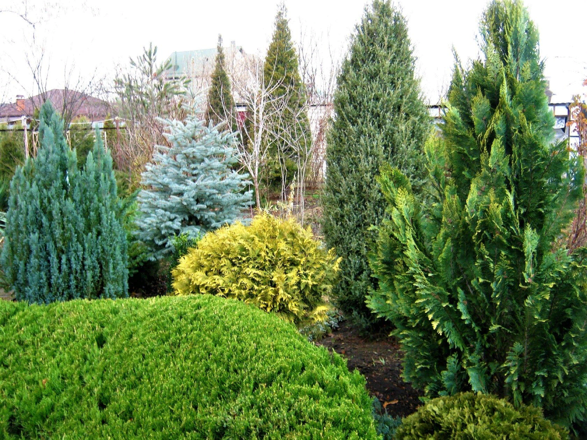 Туя смарагд ниваки. Туя голубая. Туя западная smaragd (смарагд). Туя брабант холмструп. Туя западная смарагд живая изгородь.