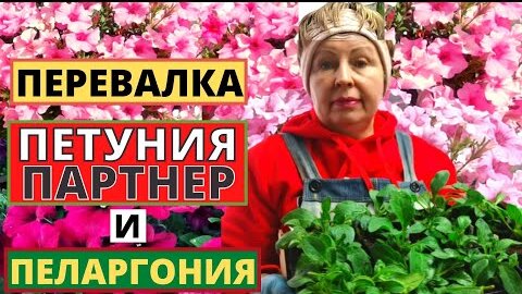 ПЕТУНИЯ от Партнер 2,5 месяца. ПЕЛАРГОНИЯ 3 месяца. Перевалка растений