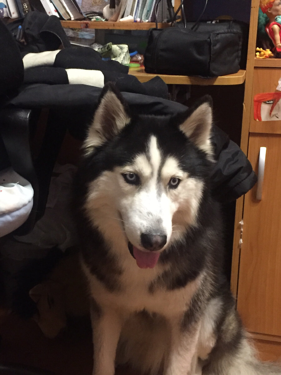 Видите собаку? И я нет(спрятался)