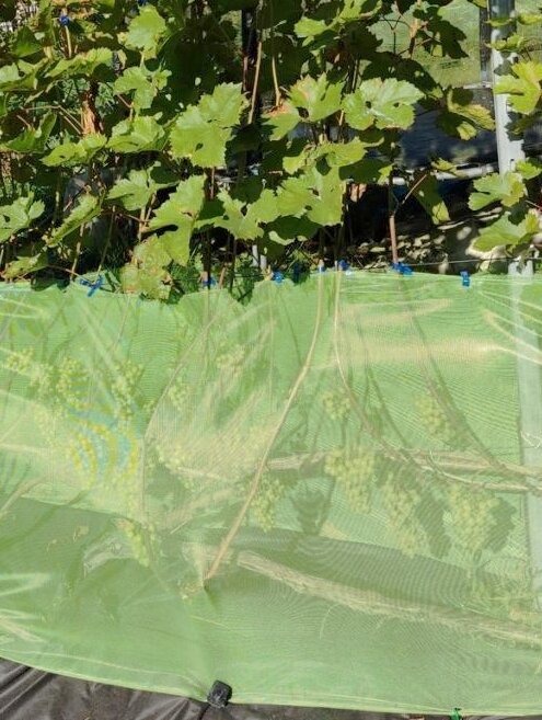 Кристалл под сеткой (от птиц и ос).