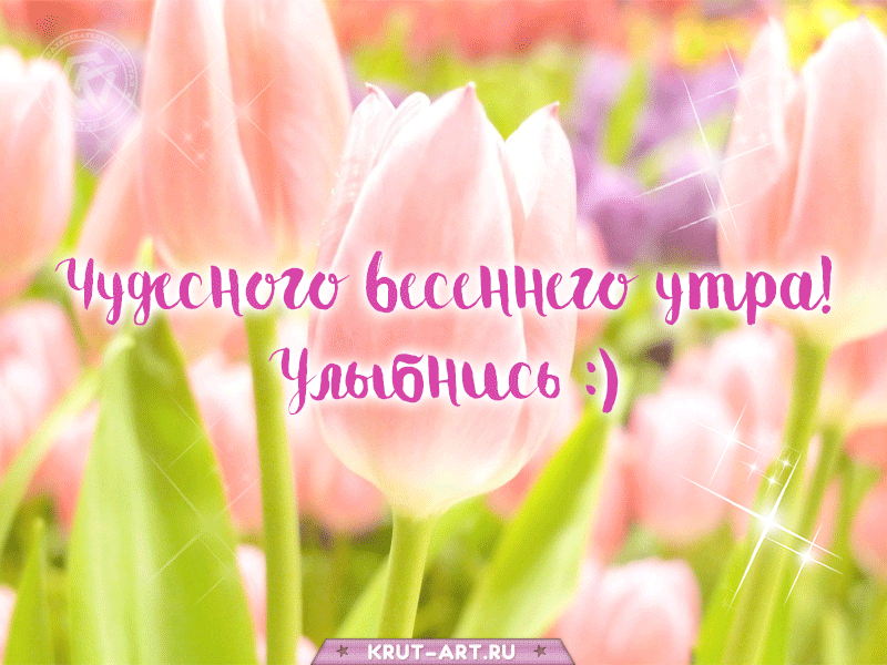 Нежная открытка с пожеланиями чудесного весеннего утра, картинка с тюльпанами, мерцающее утреннее пожелание со словом «Улыбайся»