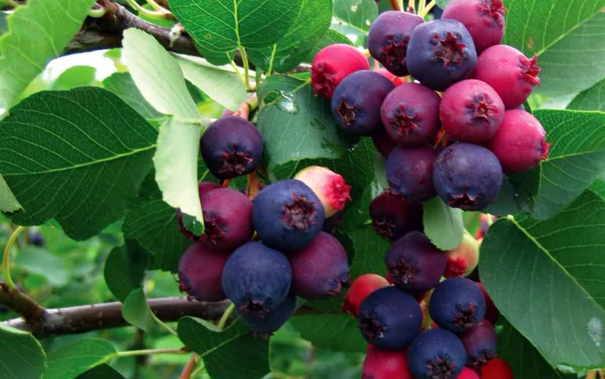 Ирга   https://vk.cc/ccmD2J