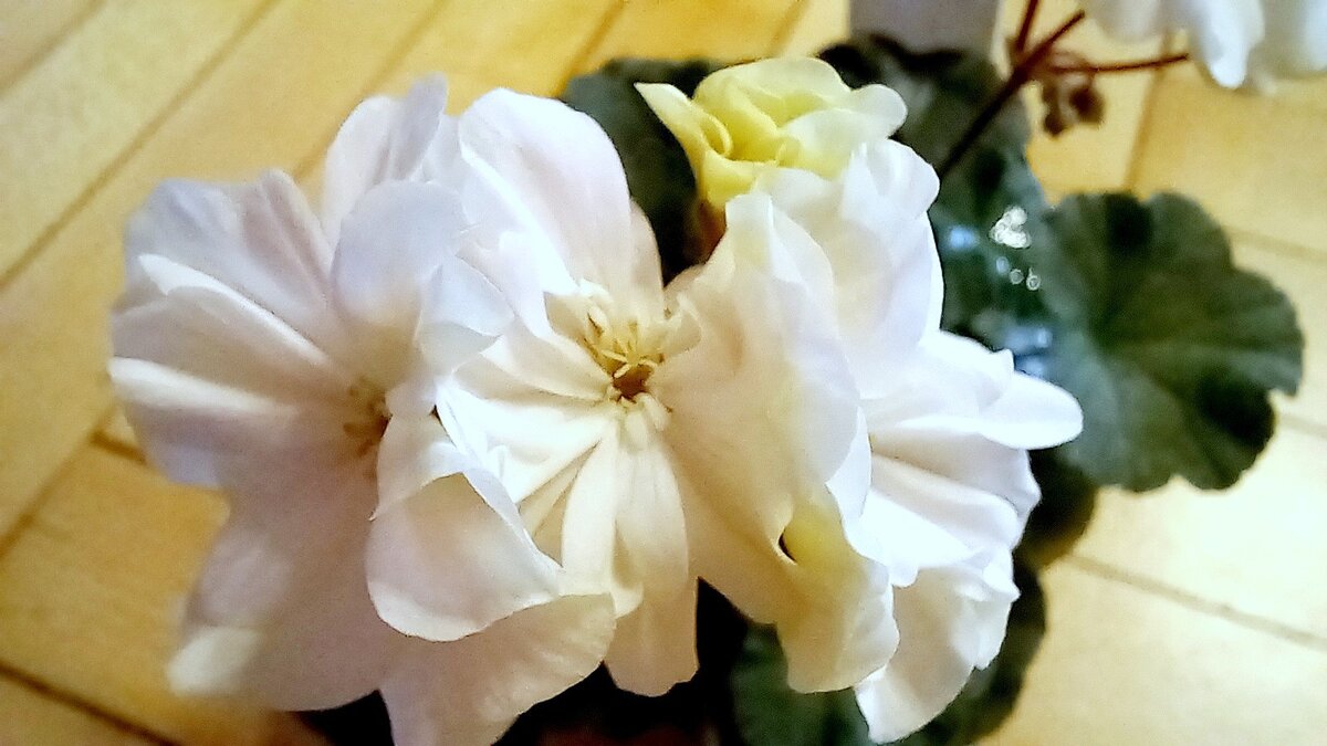 А это уже цветение  нового растения. Шампанка цветёт сейчас.