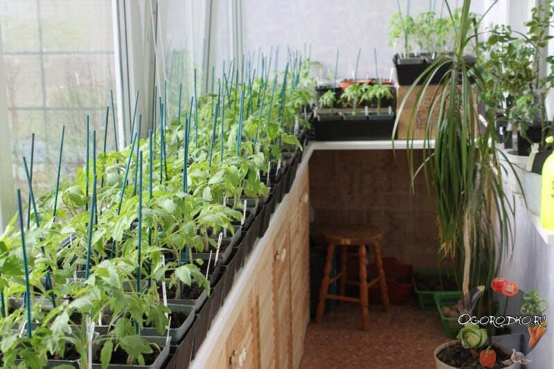 Иллюстрация к статье используется по стандартной лицензии