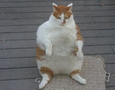 Самые жирные девушки в мире голые (57 фото)