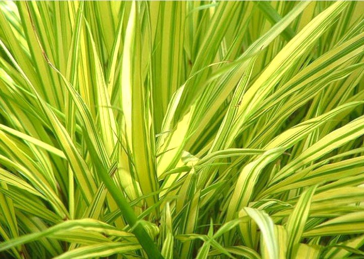 Hakonechloa macra Aureola