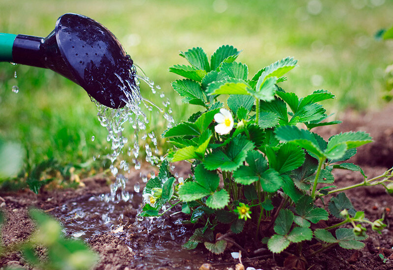 Регулярное и обильное увлажнение клубники - залог хорошего урожая