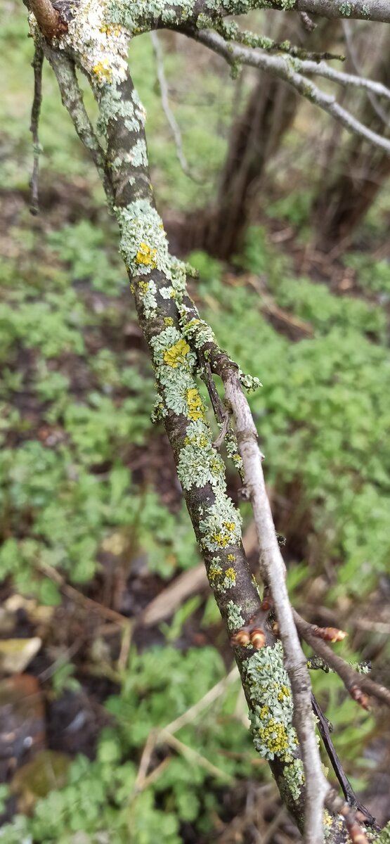 Ветка сливы