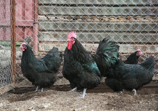 Порода кур австралорп: описание черно-пестрой разновидности, содержание цыплят, отзывы (32 фото)