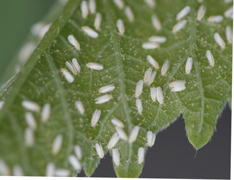 Белокрылки.