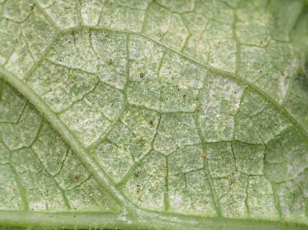 Листья теряют зеленый цвет, становятся тусклыми. Видна паутина и мелкие "паучки" - клещи.