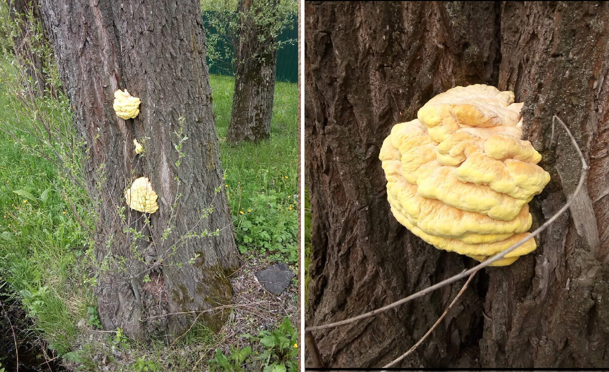 Молодой (в мае) трутовик  серно-жёлтый на старой иве, растущей рядом с обочиной Егорьевского шоссе. Фото автора