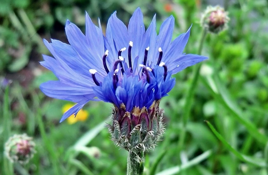 Фото с канала «Захар Травник»