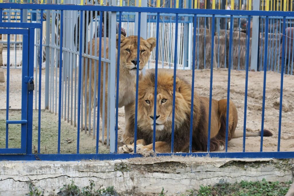 Старооскольский зоопарк