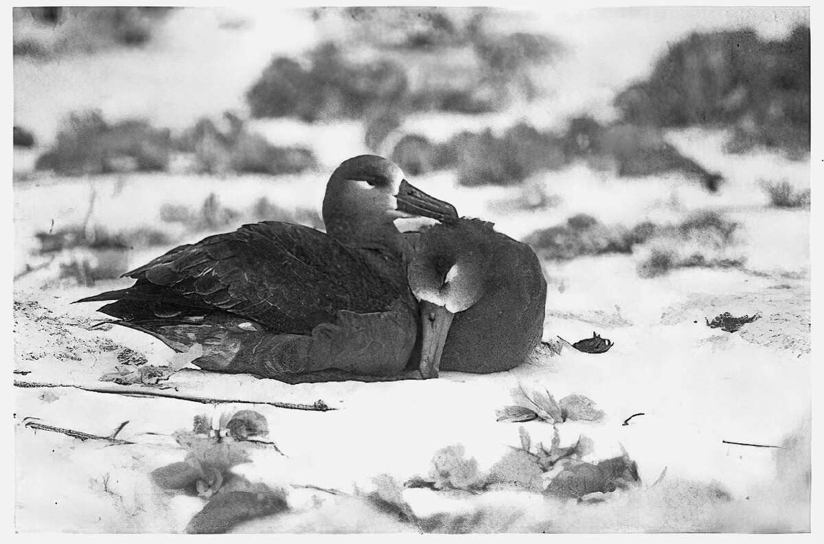 Фото: черноногие альбатросы. Источник: «Глазами альбатроса» Карл Сафина, 2022 г.