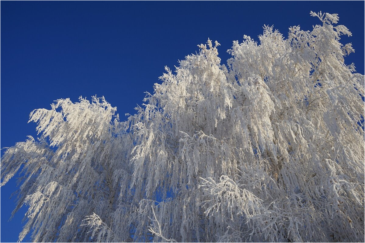 Снежное кружево. В этой статье все фото моего мужа Владимира