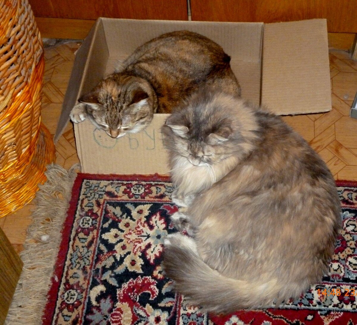 Вот они, мои хвостики. (Фото автора).