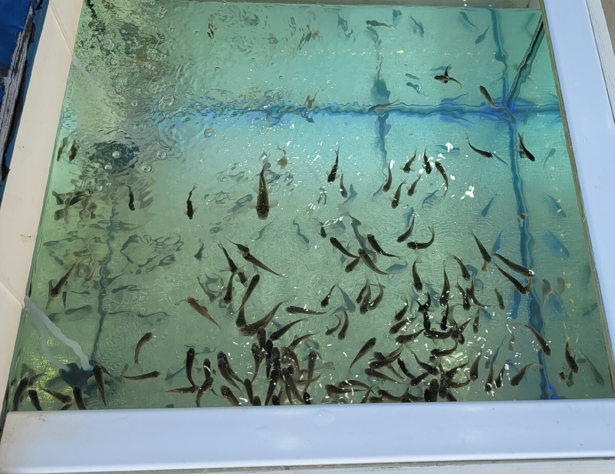 популярная услуга