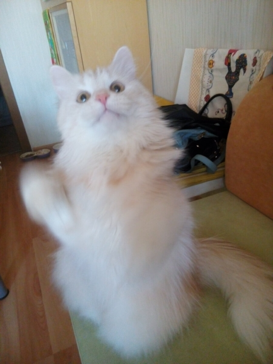 Выражение преданности хозяину