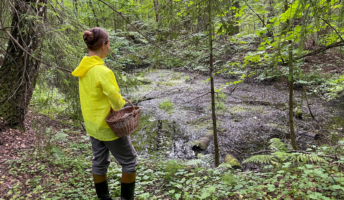 Подмосковный дремучий лес