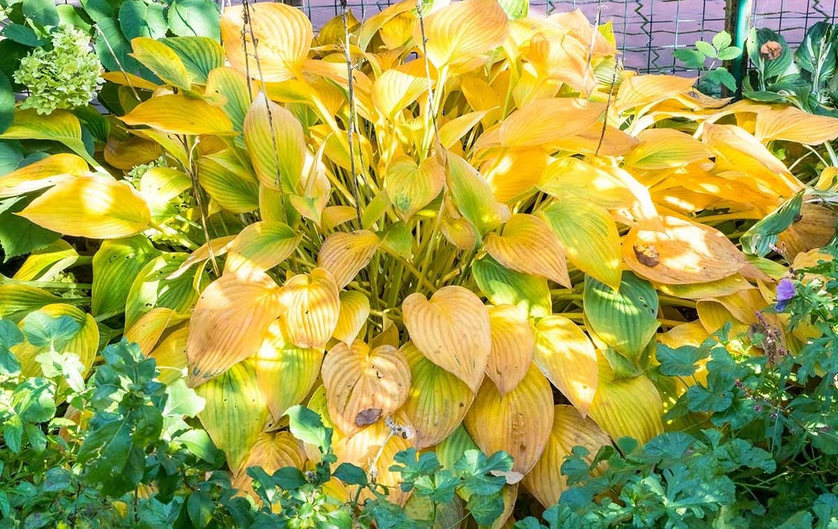 Если у хосты желтеют листья, есть способы отличить солнечный ожог хосты от болезней и вовремя принять меры

Мы любим хосты за их прекрасные листья с зеленым и голубым оттенком, с белой или золотистой