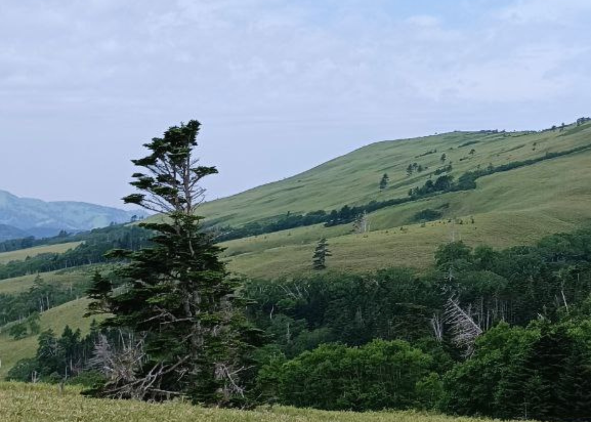 Удивительная  природа о. Шикотан. Личное фото автора. 