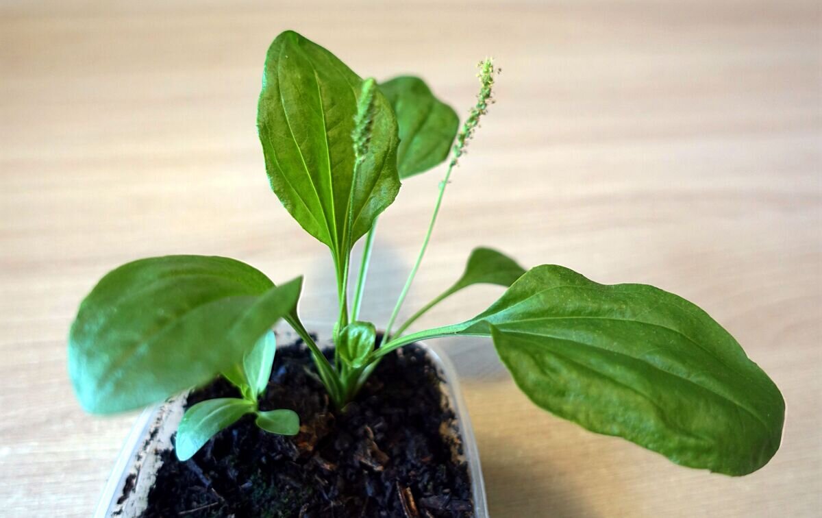 Когда подорожник выпустил цветонос, стало ясно, что это не эустома