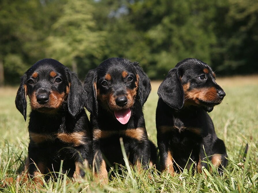 Щеночки словацкого копова (Фото: https://herz-fuer-tiere.de/haustiere/hunde/hunderassen/s/slovensky-kopov-slowakische-schwarzwildbracke)