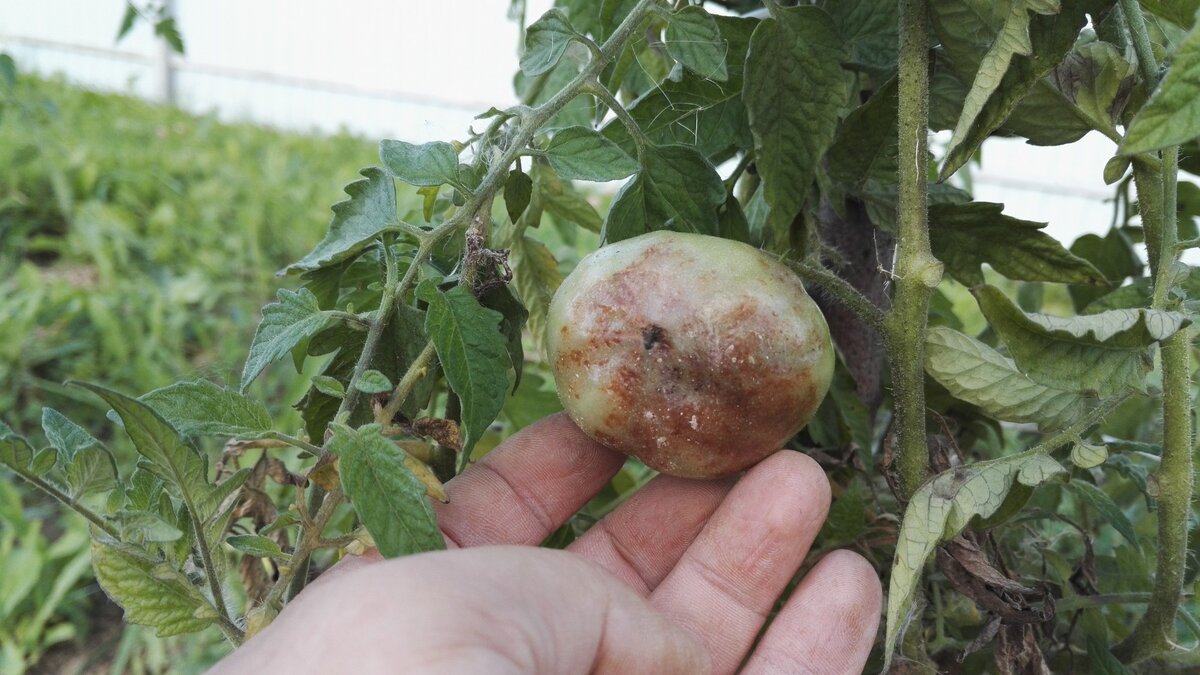 Биологическая защита томатов от фитофторы во второй половине лета: обработки  посадок раствором фитоспорина и молочной сывороткой | Мой огород | Дзен
