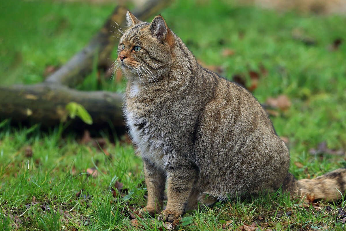 кавказский лесной кот описание