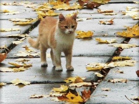 Фото из открытых источников Яндекса.