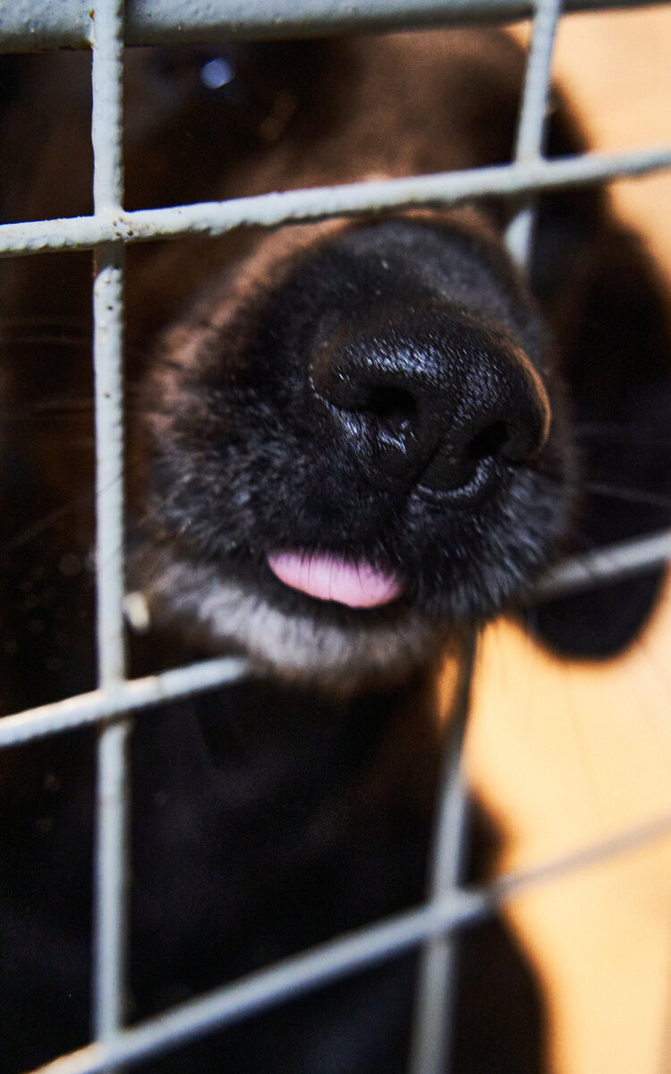 Эта собака попала к нам, с травмой лапы. Сейчас она здорова и мы стараемся ей найти новый дом.