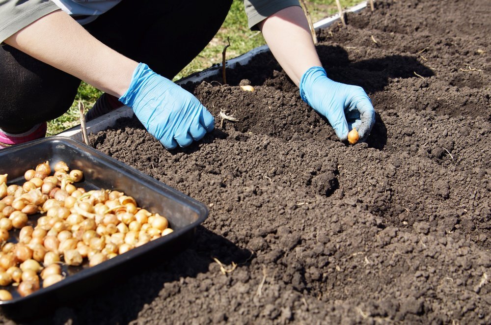 Своевременная посадка лука осенью - залог хорошего урожая